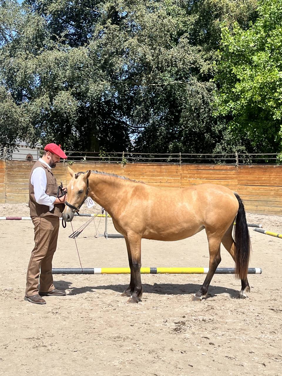 Pouliche welsh part bred - 2 ans