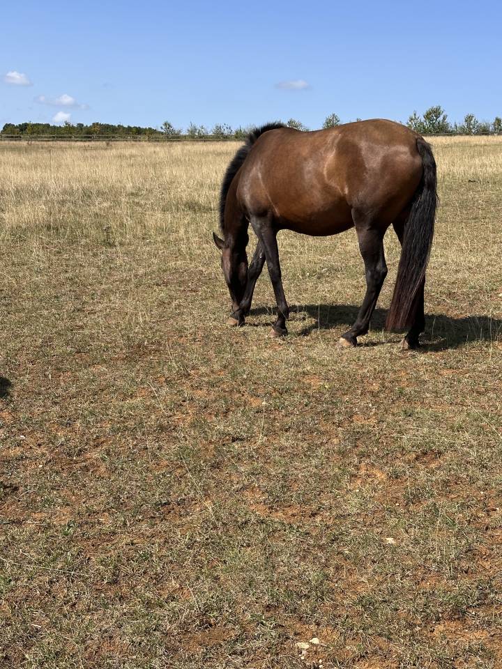 Poulini&egrave;re lusitanien de 5 ans - RHUMBA du Parc