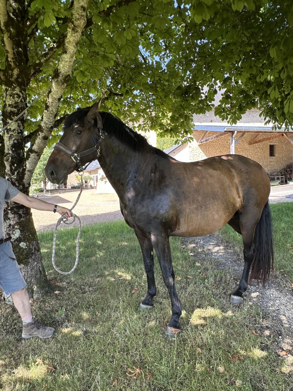 Poulini&egrave;re lusitanien de 5 ans - RHUMBA du Parc