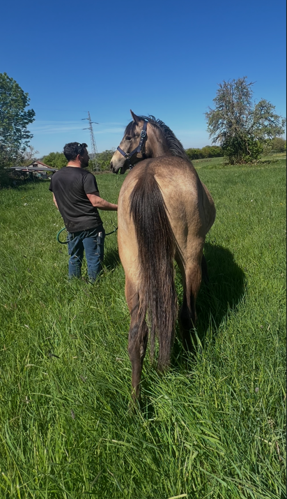 poulain 1 an 