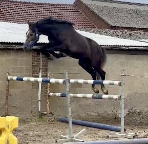 Tr&egrave;s bon hongre de 3 ans +-1m67 sBs