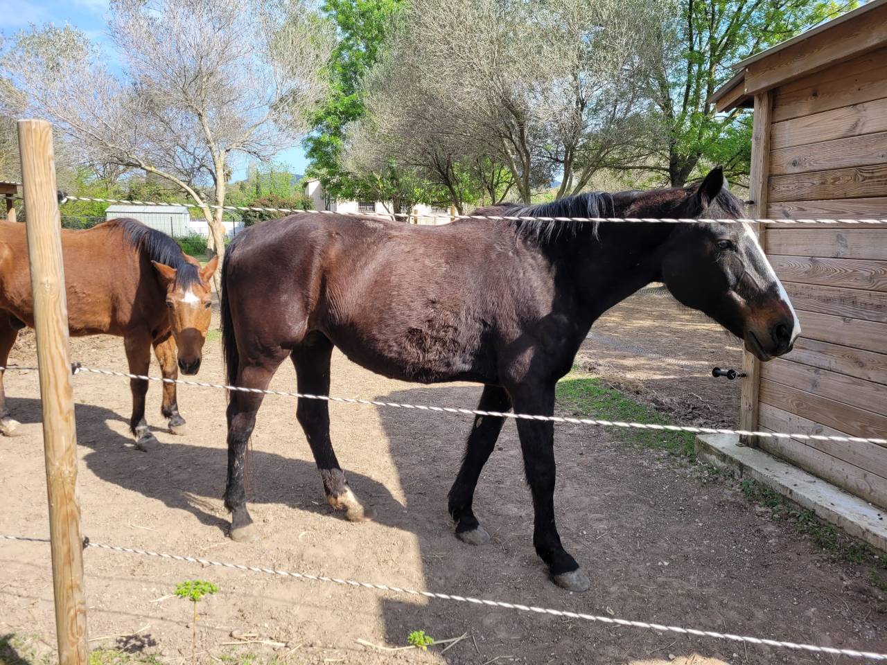 Cheval &agrave; donner ( 200&euro; pour la validation)