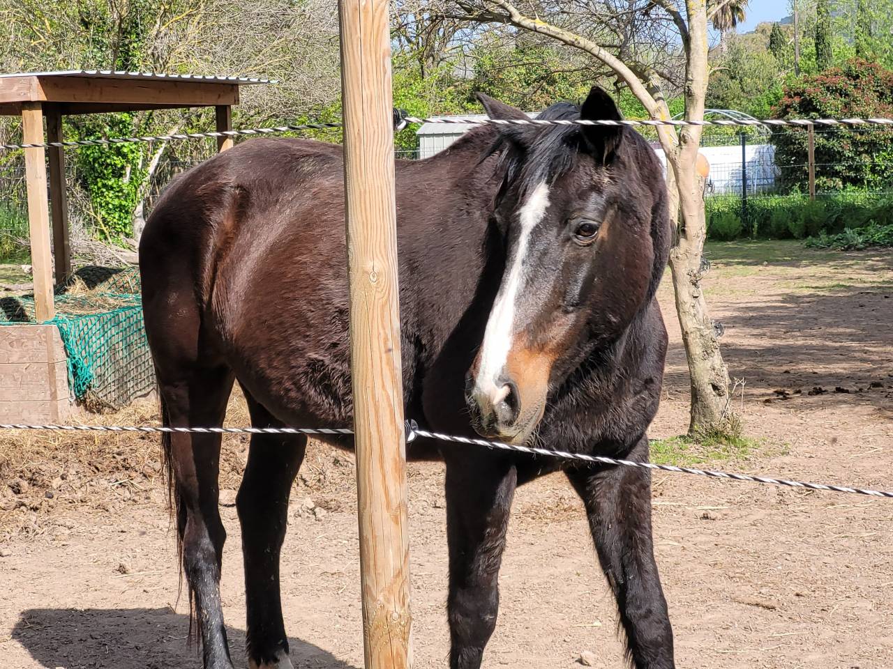 Cheval &agrave; donner ( 200&euro; pour la validation)