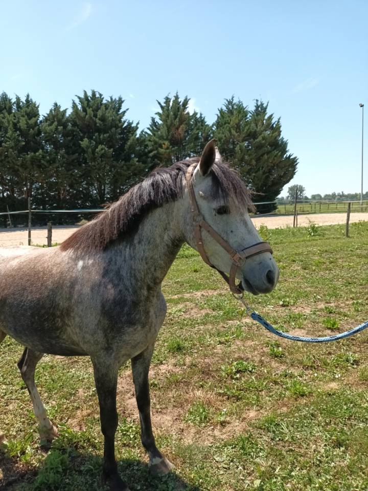 Jument Welsh part bred 4 ans