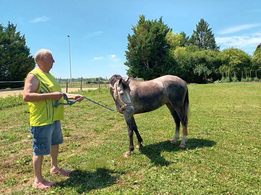 Jument Welsh part bred 4 ans