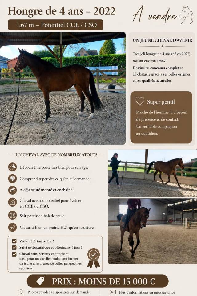 Jeune cheval de 4 ans