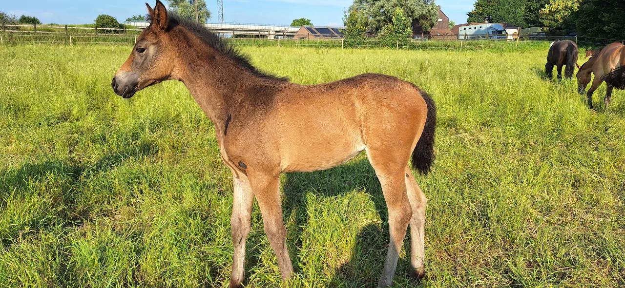 Pouliche dressage 