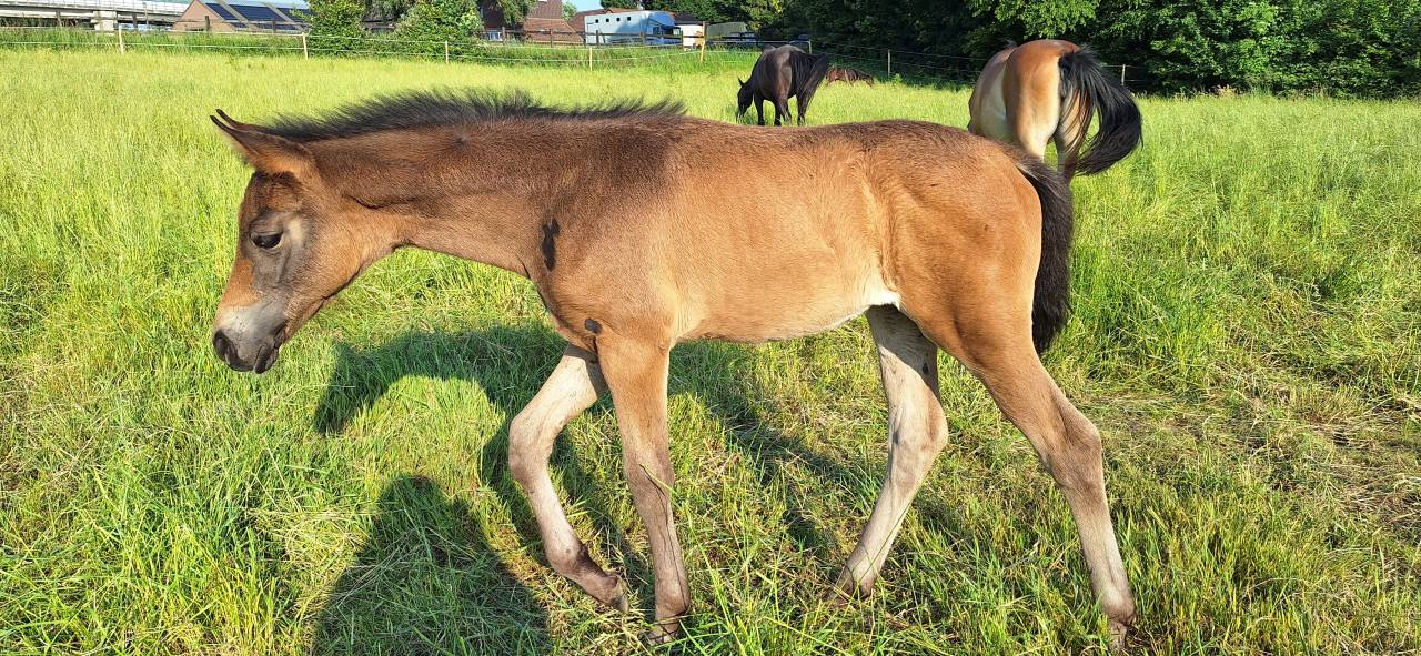 Pouliche dressage 