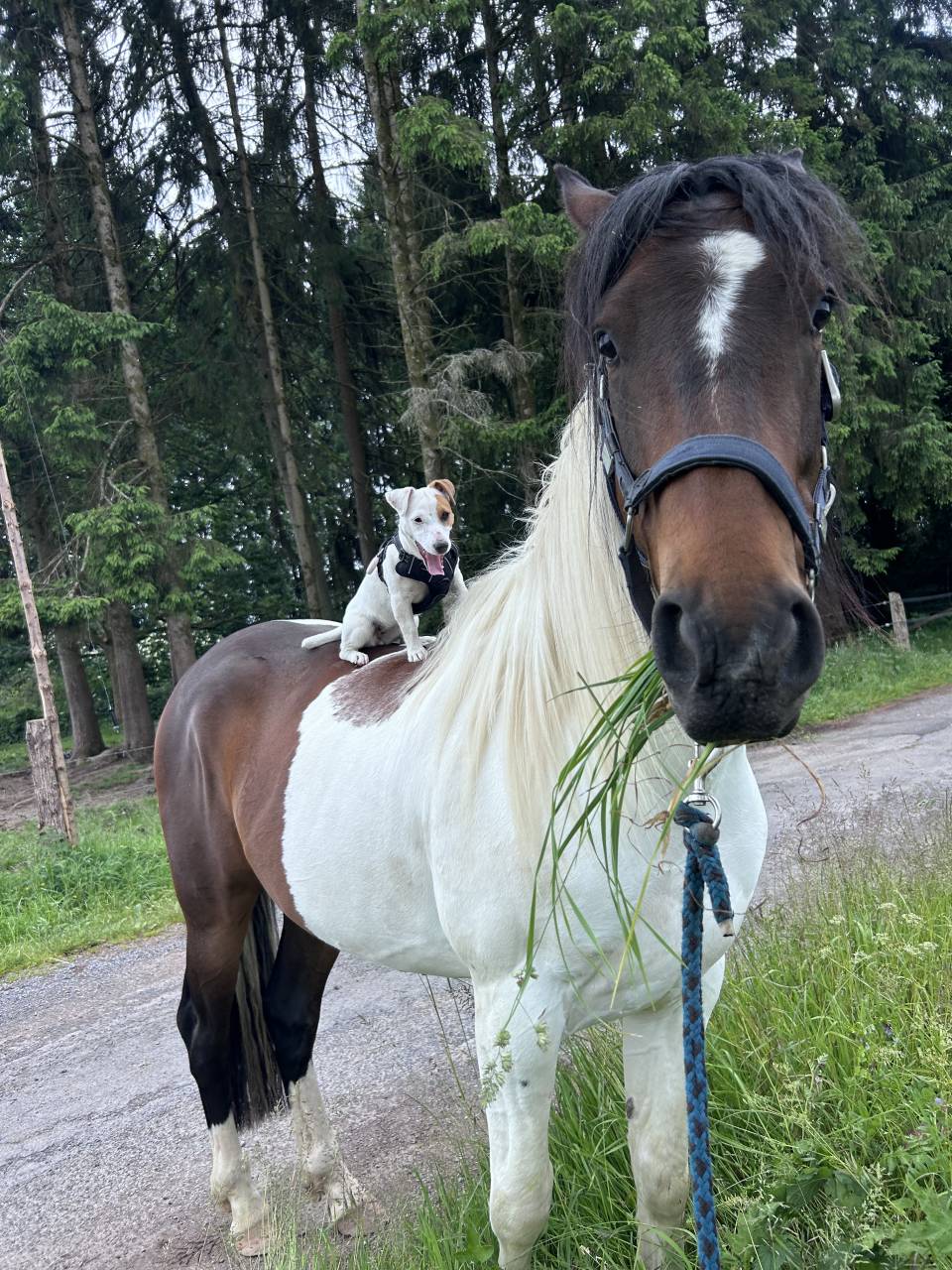 Grand poney- petit cheval