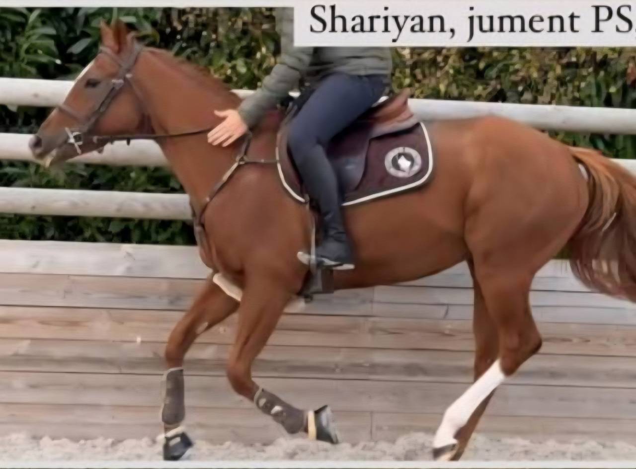 SHARIYAN - jument PS 6 ans 