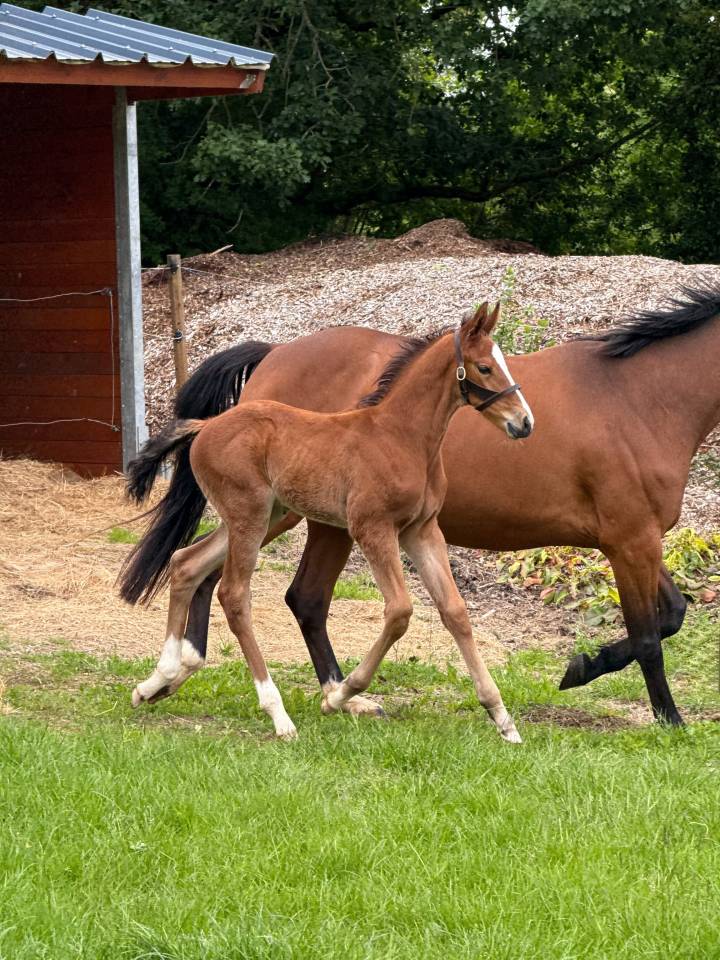 Foal Z par cashpaid J & F 