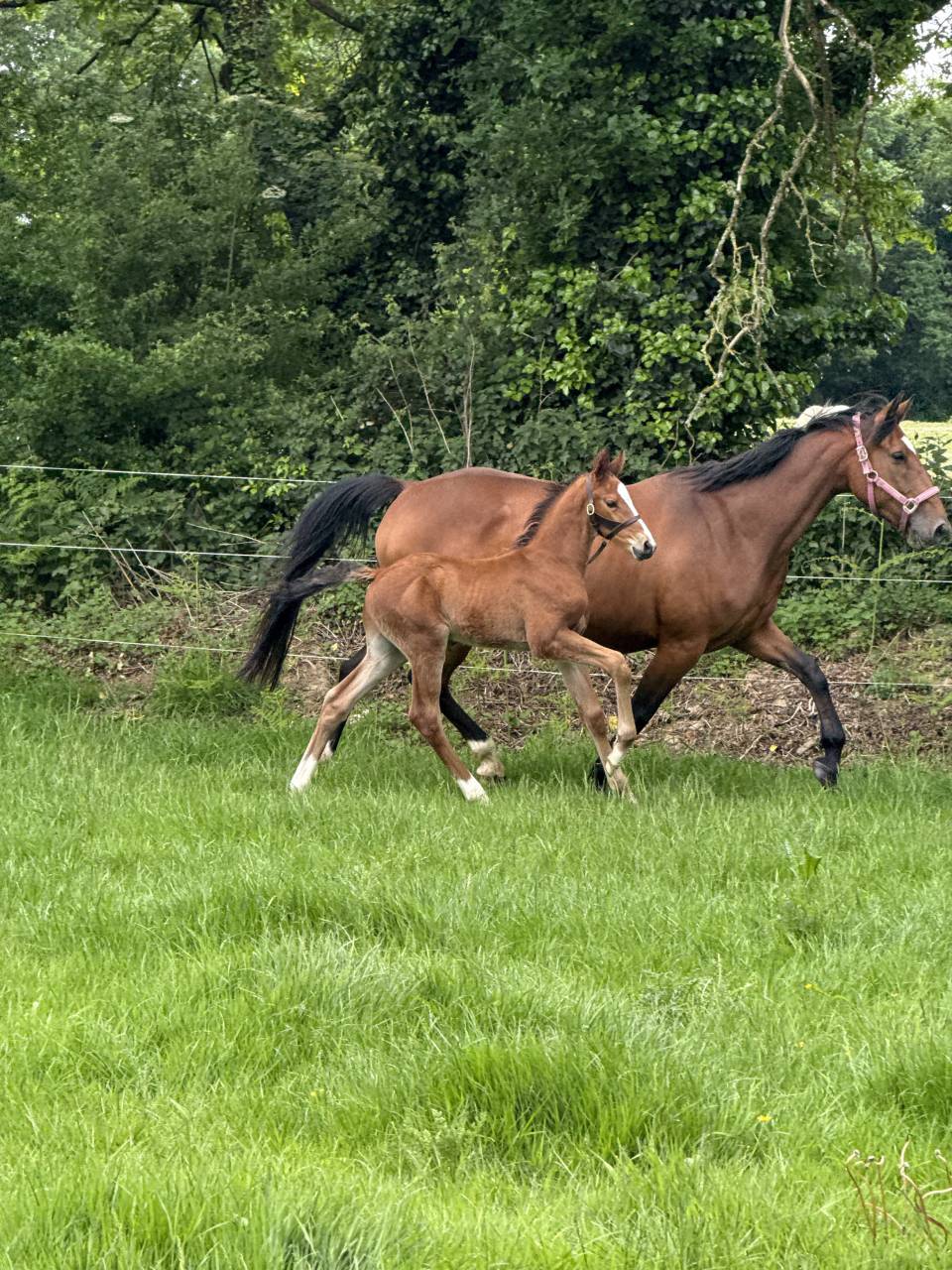 Foal Z par cashpaid J & F 
