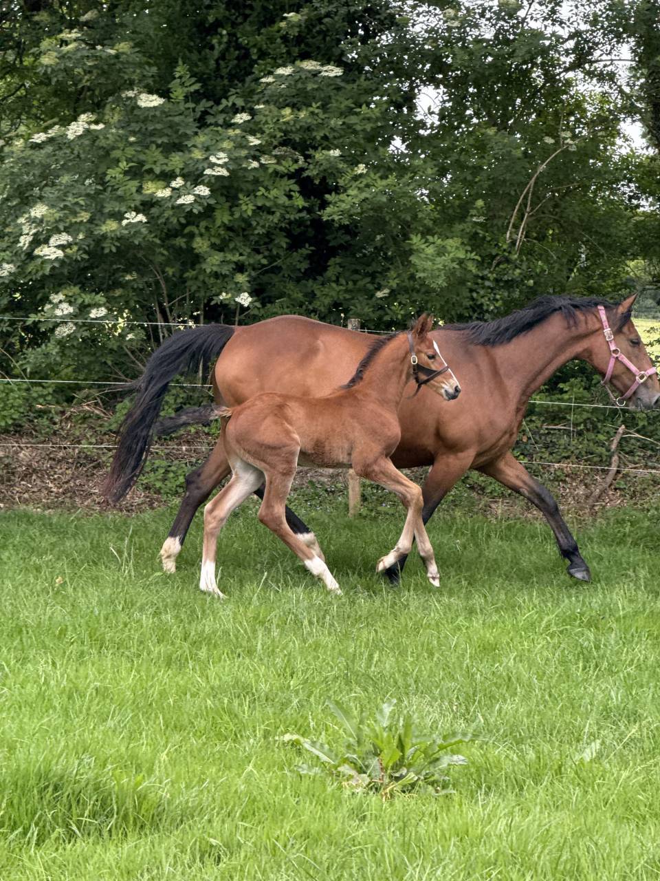 Foal Z par cashpaid J & F 