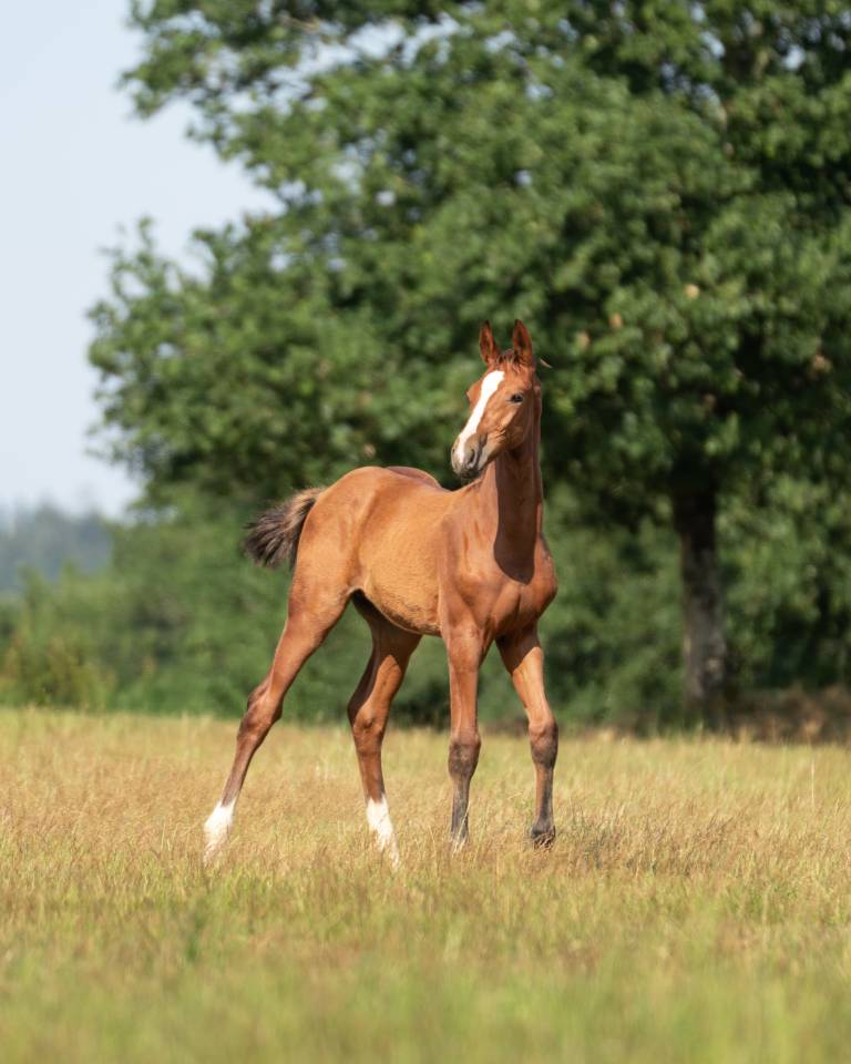 Foal Z par cashpaid J & F 