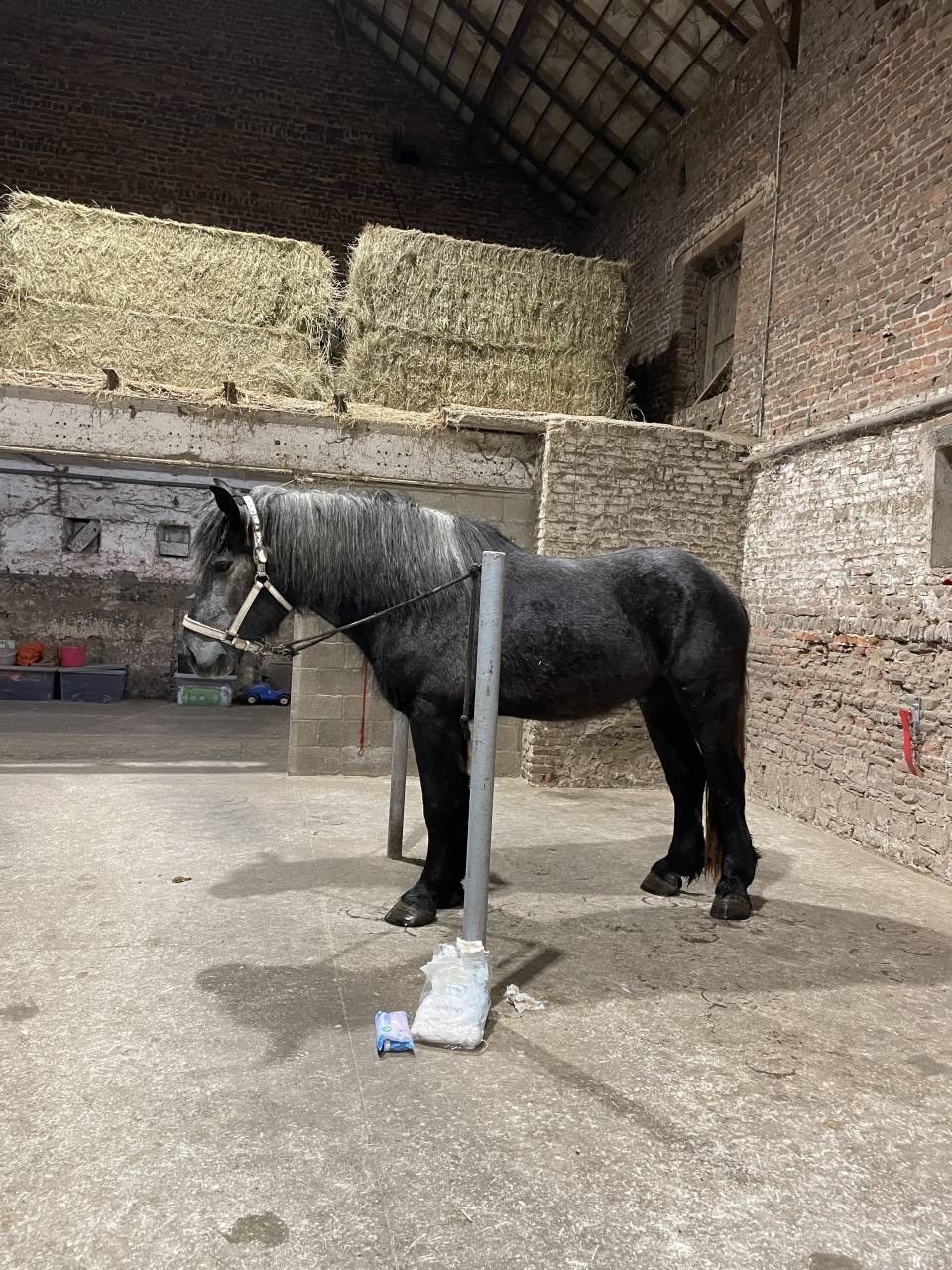 Pension compl&egrave;te - percheron 200&euro;/mois 