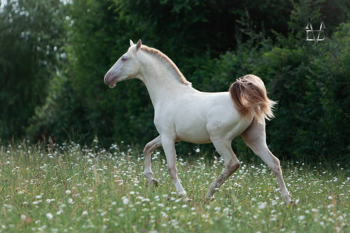 Poulain Pure Race Espagnole Isabelle Perle