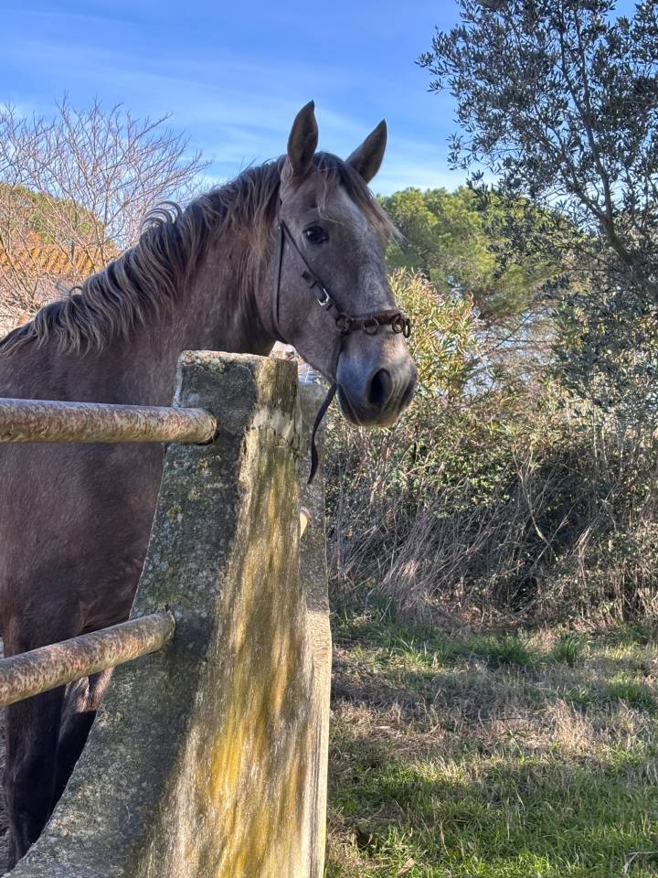Entier - Lusitanien (PSL) - 3 ans - Dressage - France