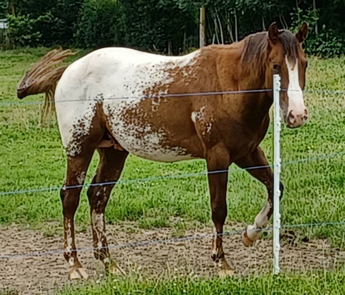 Poulain appaloosa