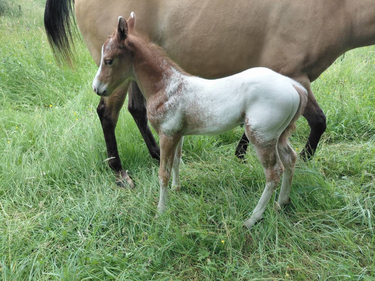 Poulain appaloosa