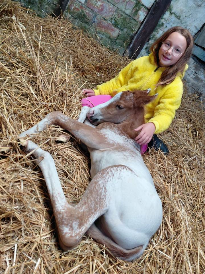 Poulain appaloosa