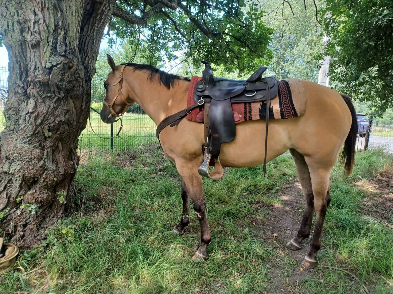 Poulain appaloosa