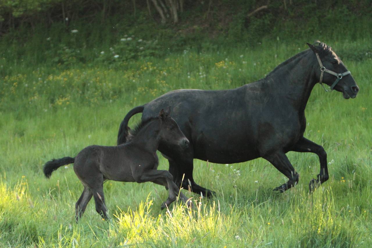 Pure Race Espagnole PP approuv&eacute;e &agrave; la reproduction