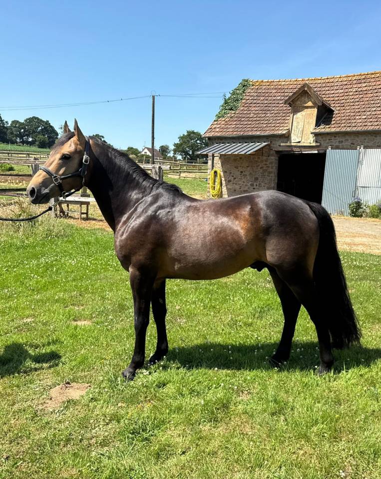Etalon isabelle New Forest 5 ans 