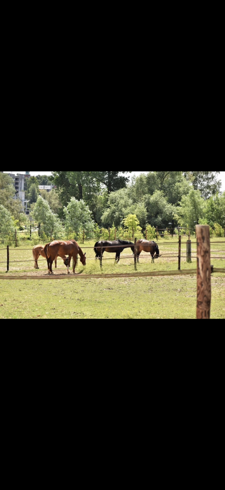 ? Places disponibles - IG Sports Horses ?