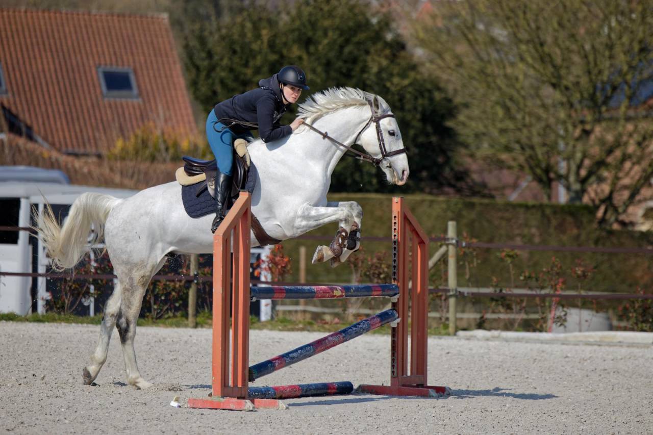 Tr&egrave;s chouette cheval de loisirs
