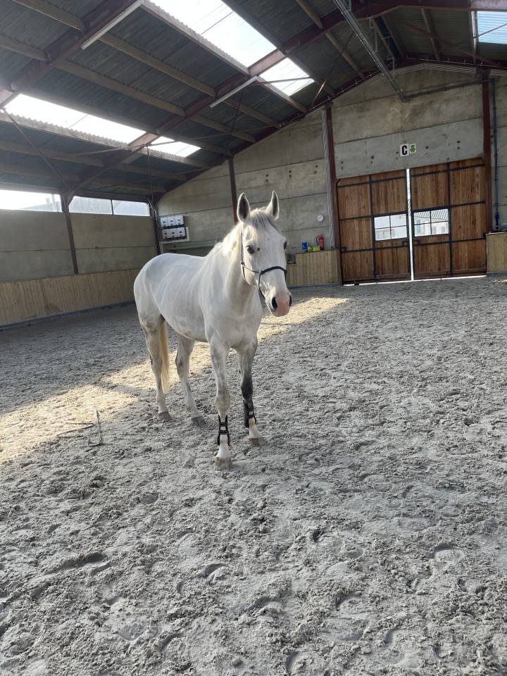 Tr&egrave;s chouette cheval de loisirs