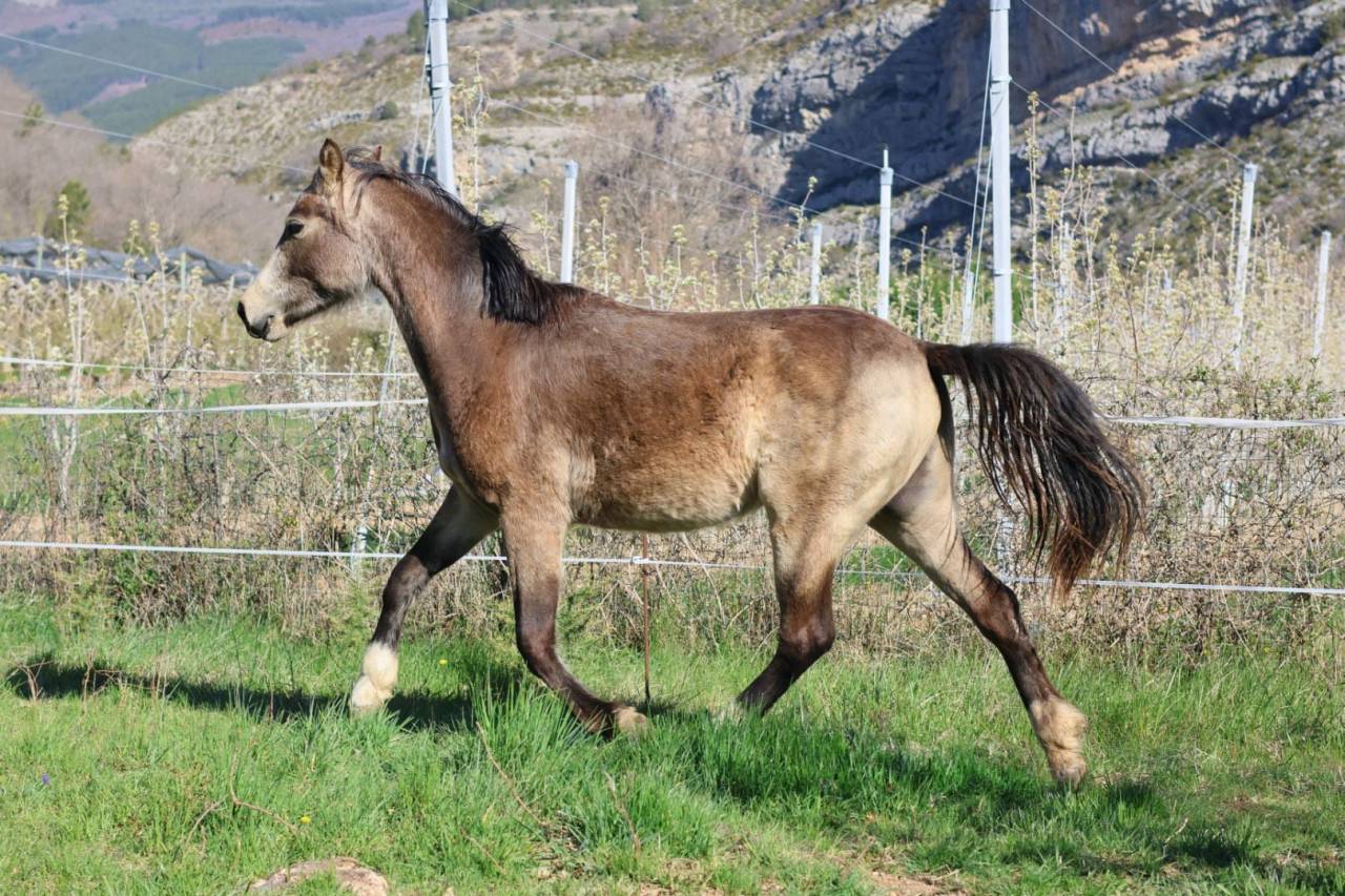 Jument - PFS - 2 ans - Dressage - France