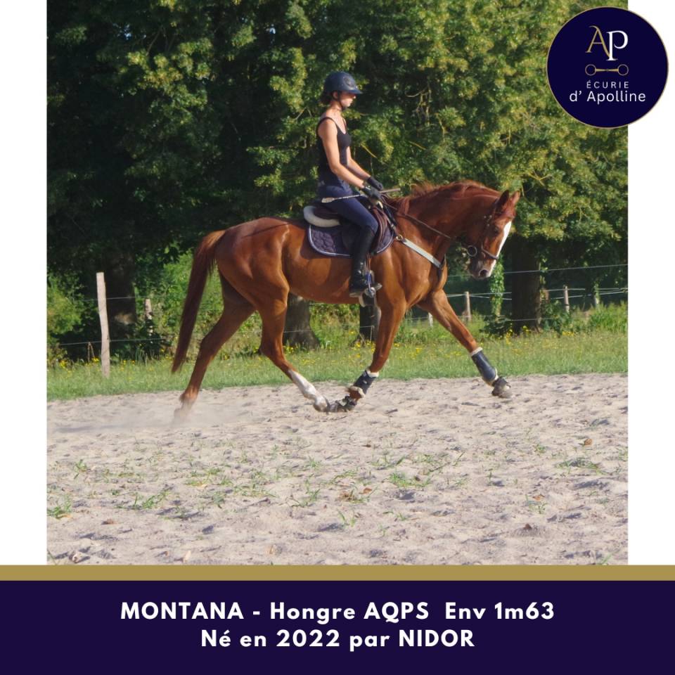 AQPS 4 ans hongre locomotion plaisante