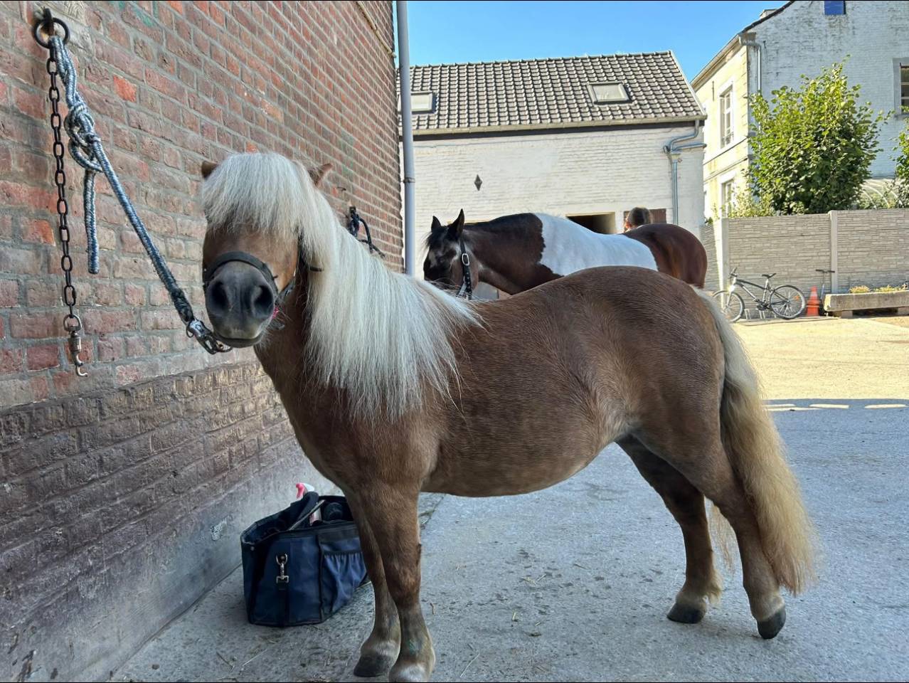 Shetland de poney club 