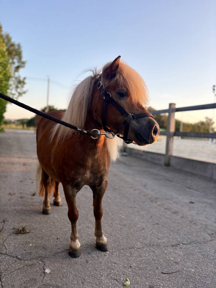 Shetland de poney club 