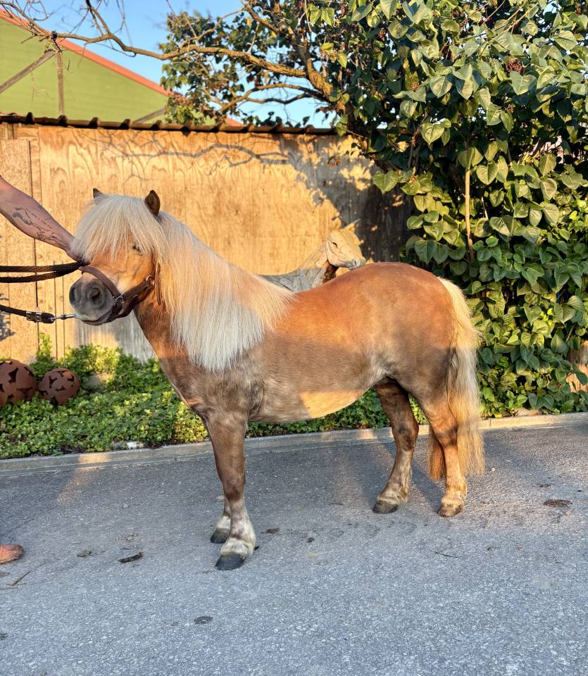 Shetland de poney club 