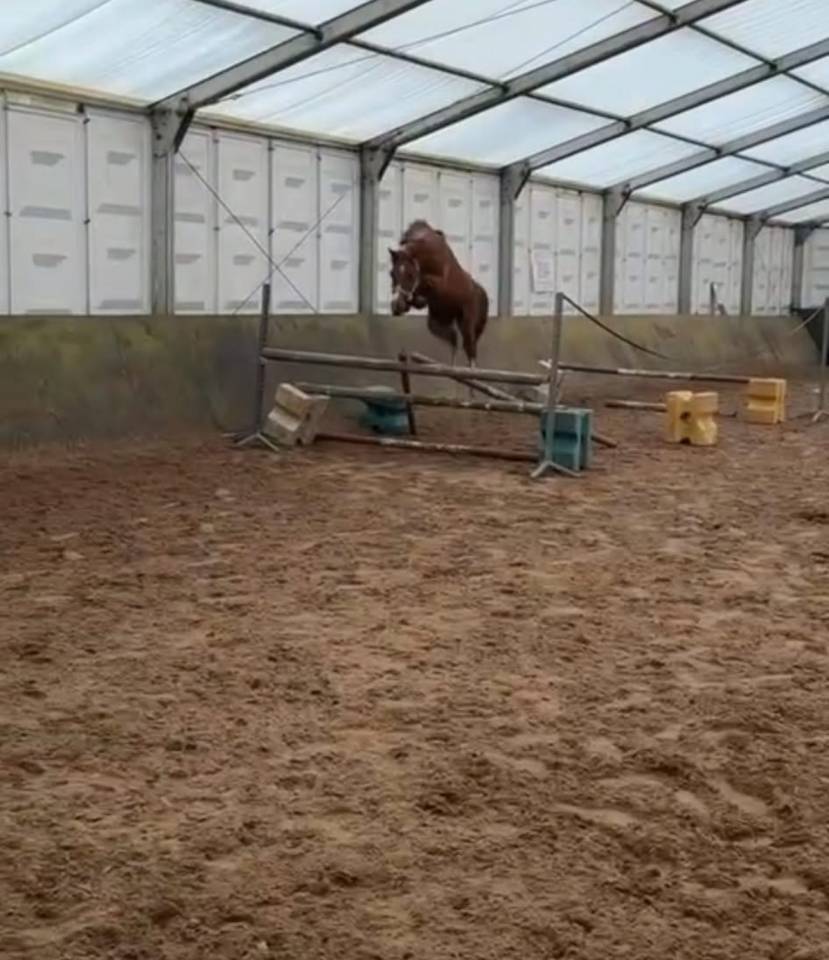 Poney D SbS