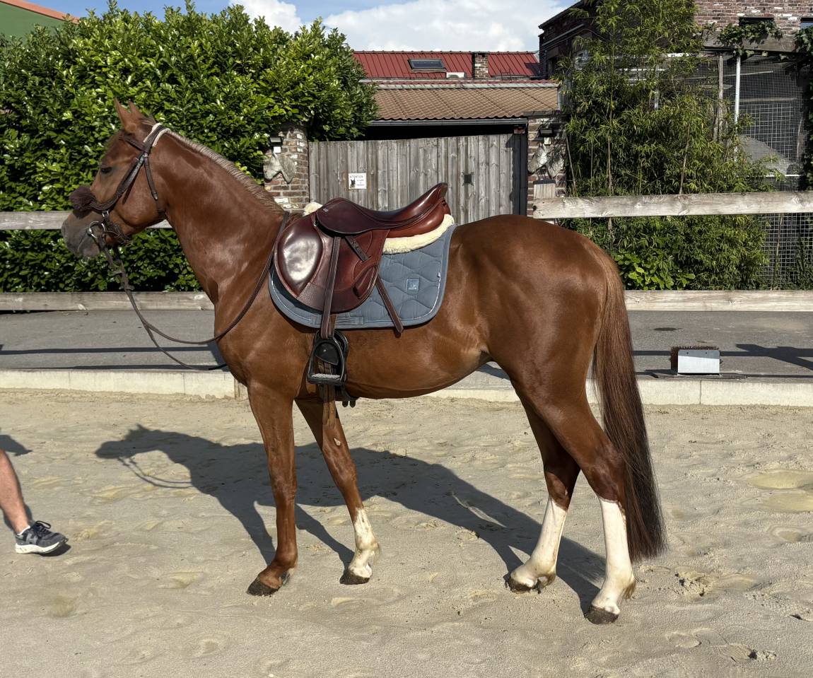 Poney D SbS