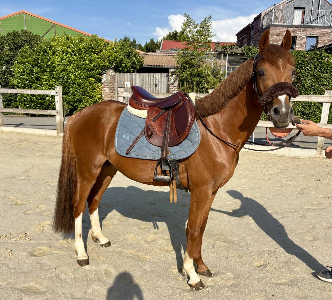 Poney D SbS