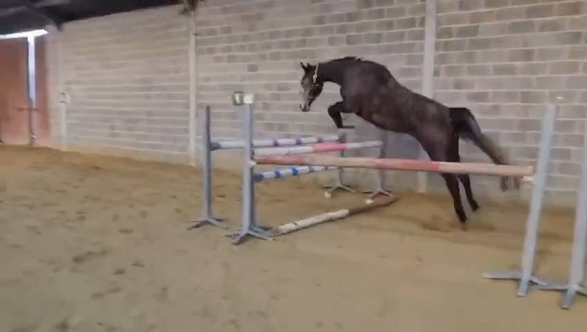 Jument de 5 ans 