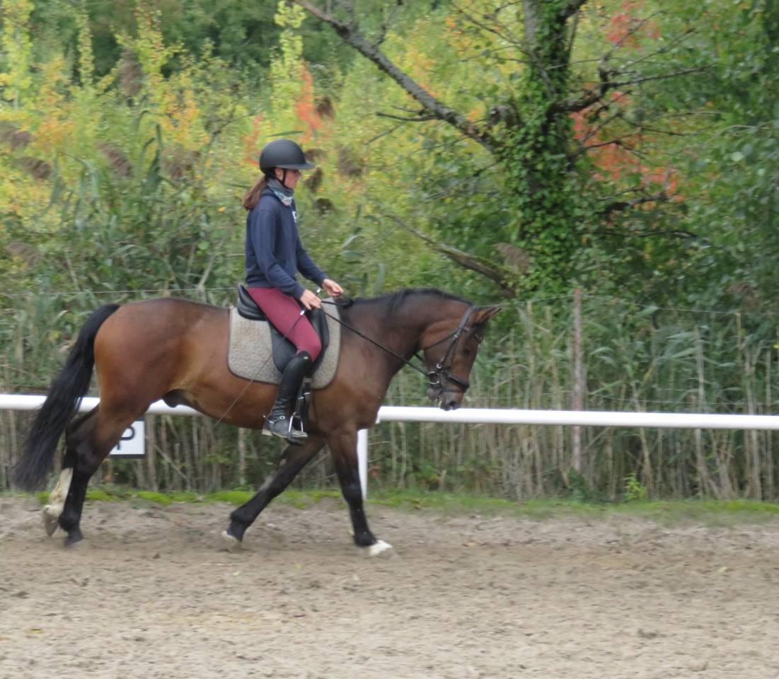 Norbi - Hongre Franche Montagne - 8 ans - 1m55 
