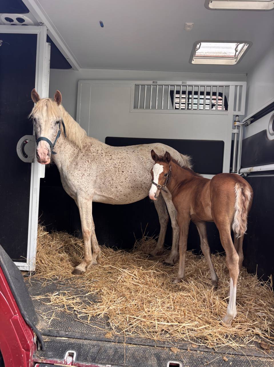Ponette 9 ans 