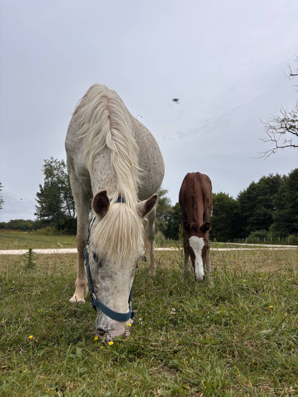 Ponette 9 ans 