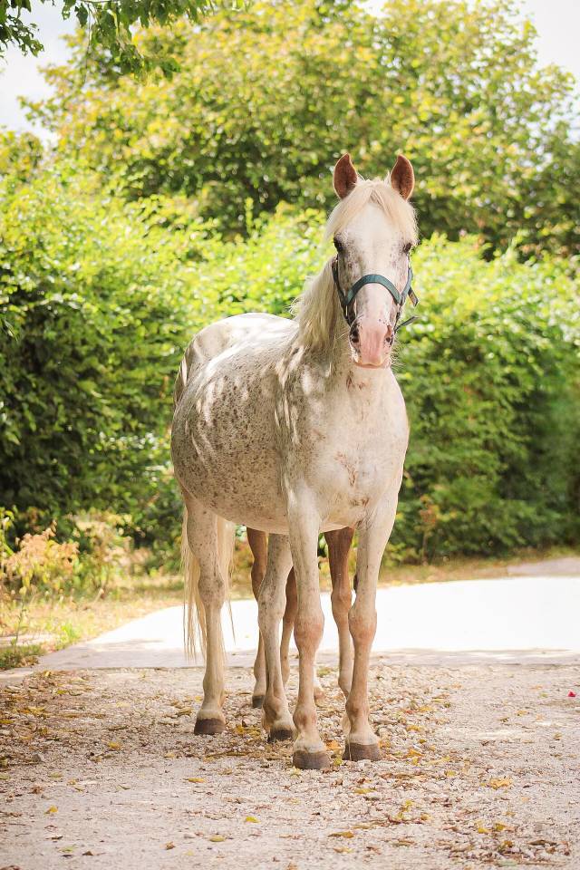 Ponette 9 ans urgent 