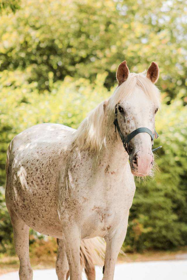 Ponette 9 ans urgent 