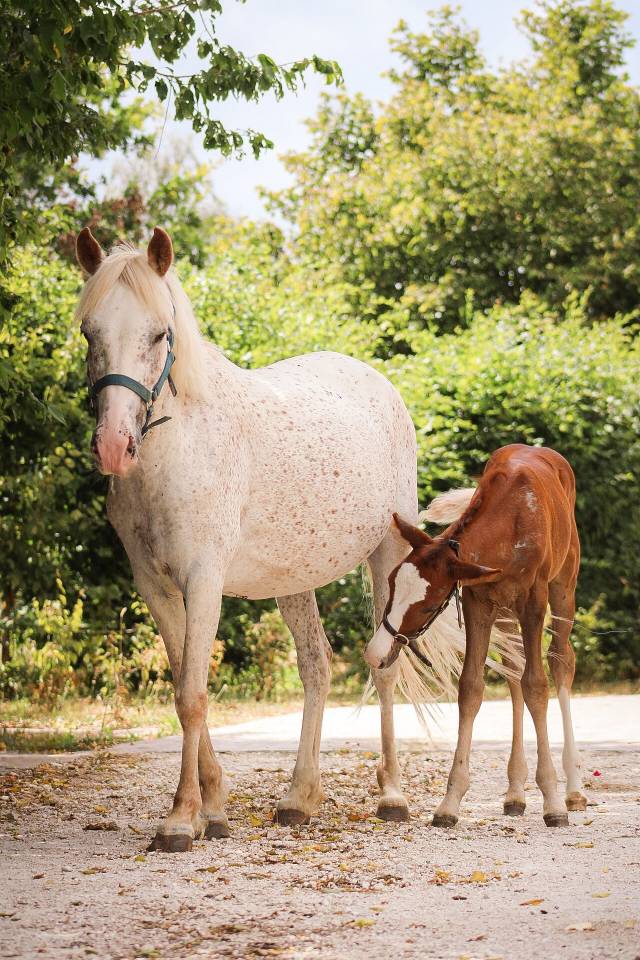 Ponette 9 ans urgent 