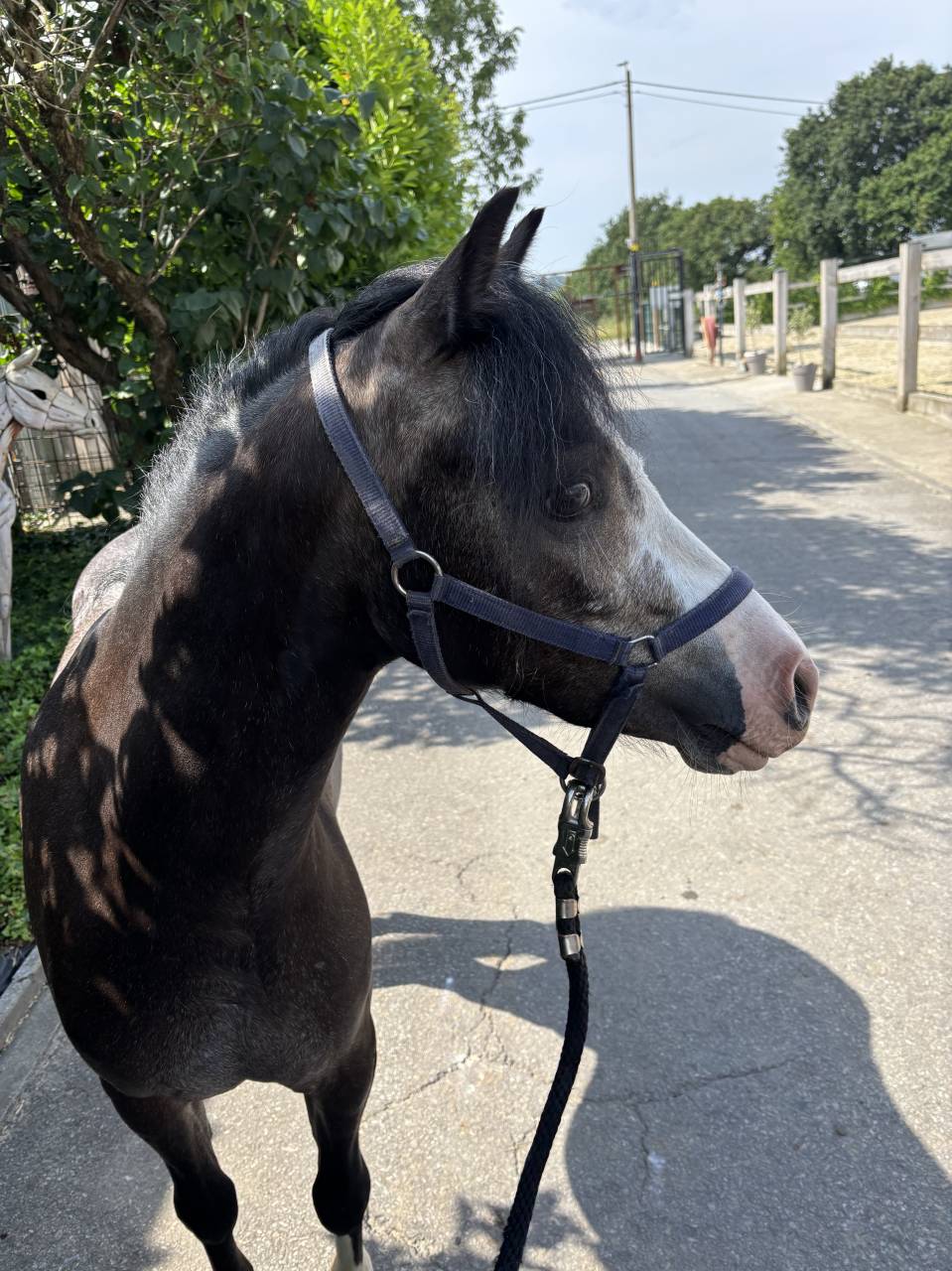 Poney C - Welsh 
