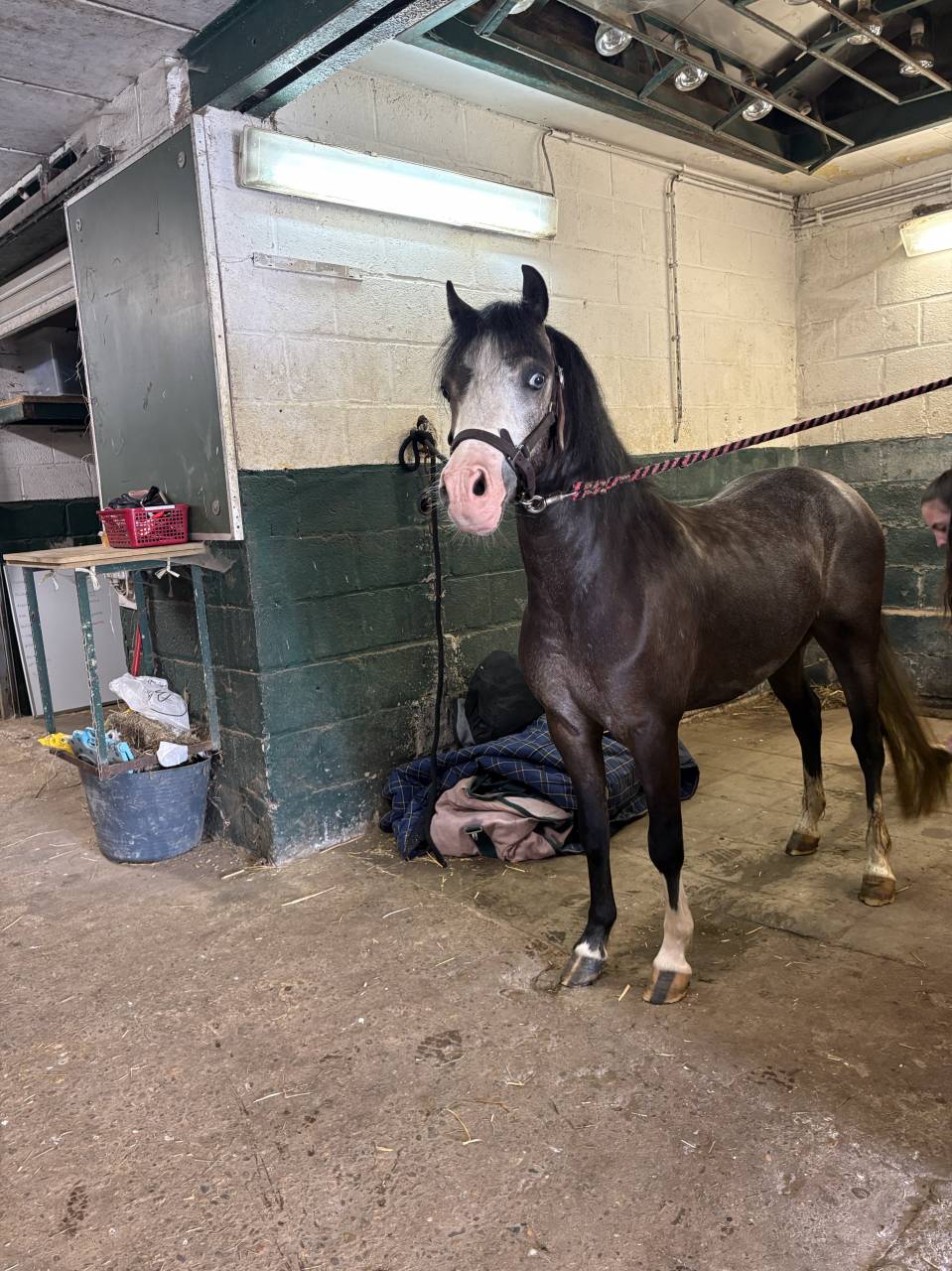 Poney B - Welsh 