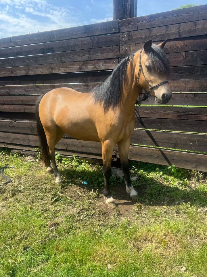 Poney C - Welsh 