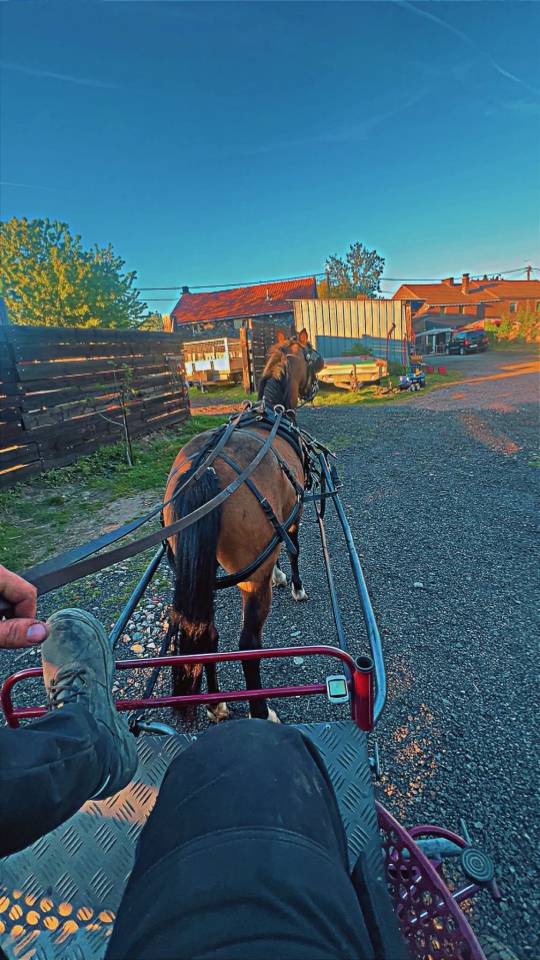 Poney C - Welsh 