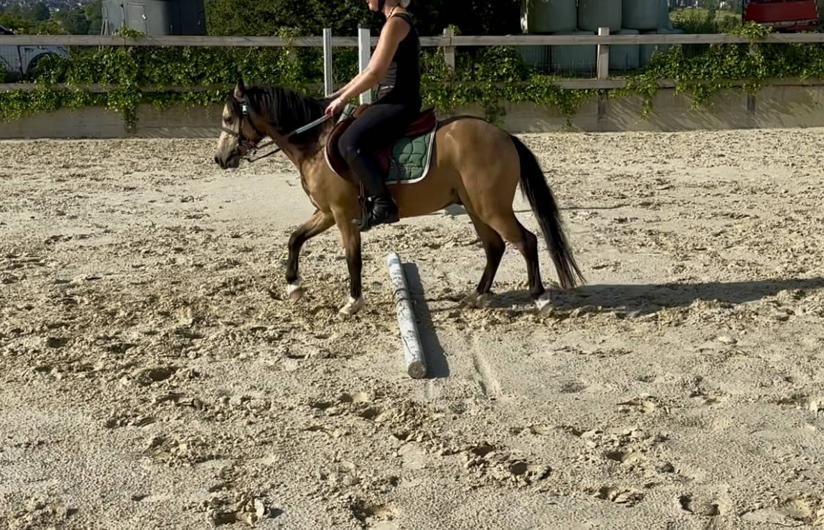 Poney B - Welsh 